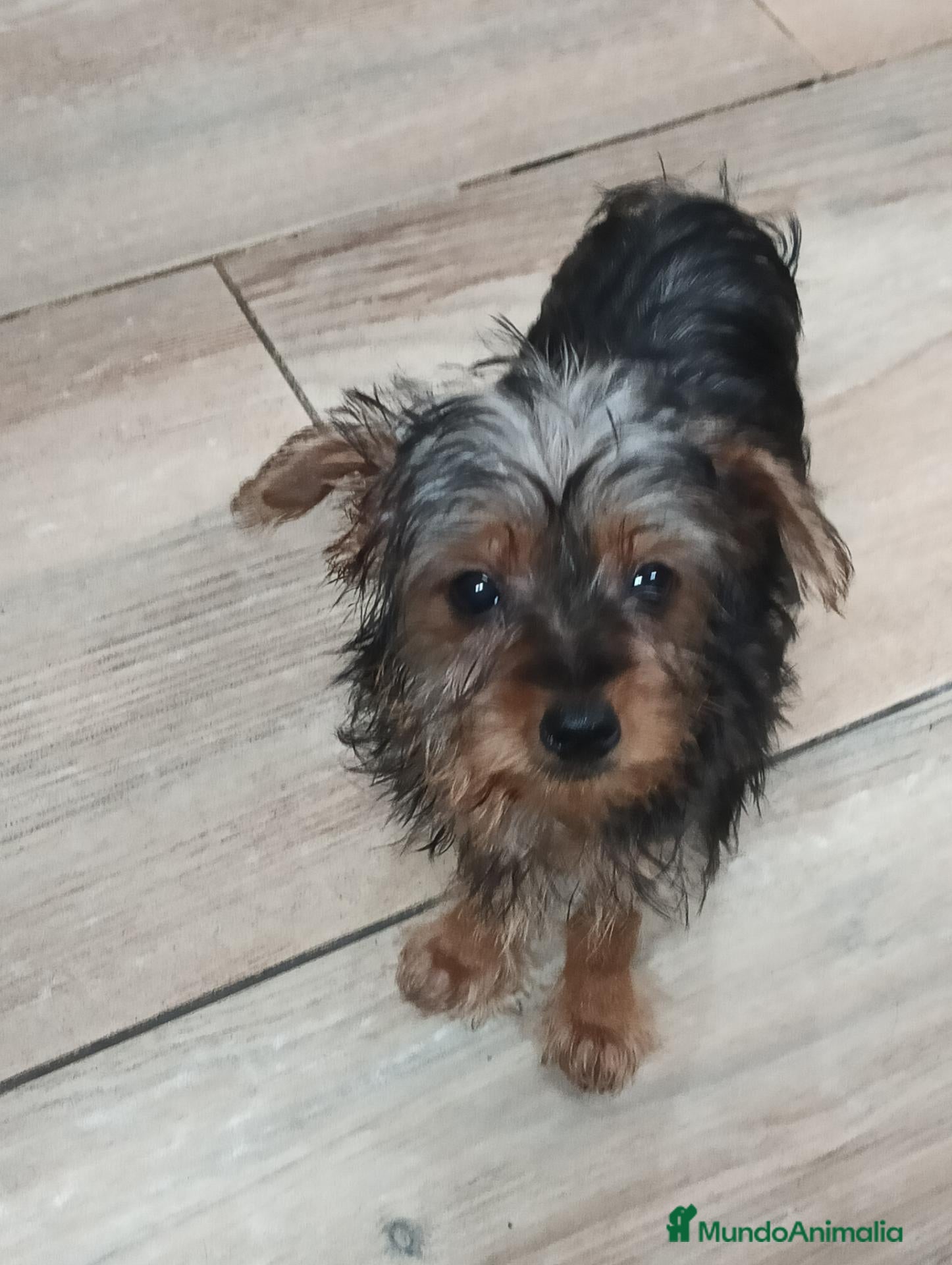 Yorkshire Terrier perros Yorkshire toy - Anuncio 3