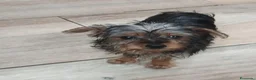 Yorkshire Terrier perros en venta: Yorkshire toy - Anuncio 1