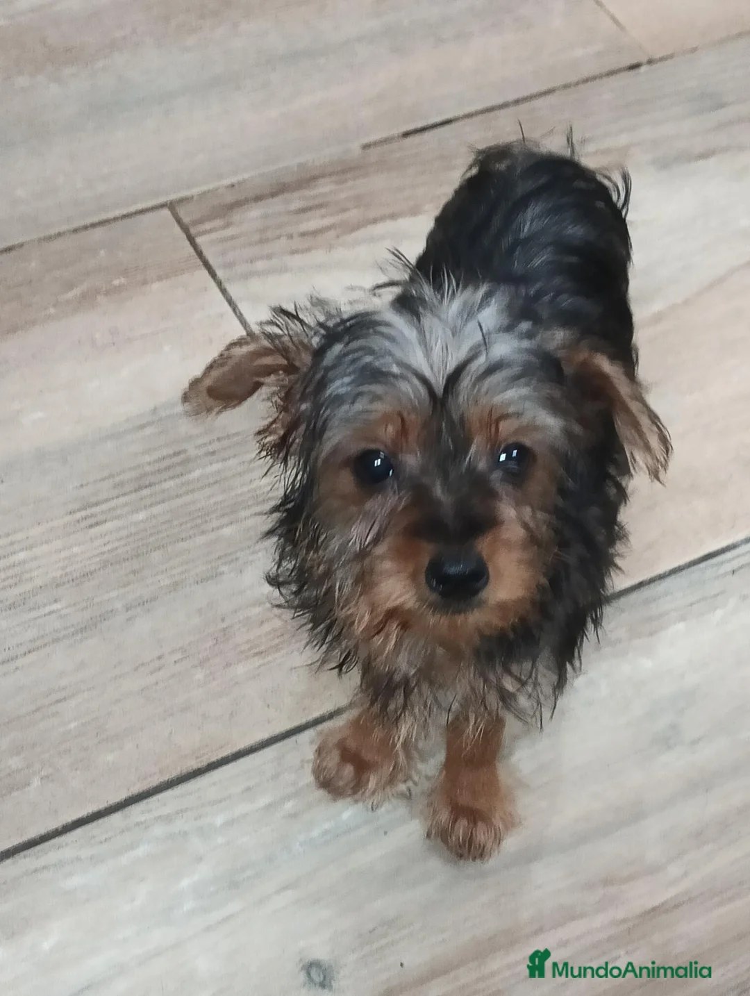 Yorkshire Terrier perros en venta: Yorkshire toy - Anuncio 1