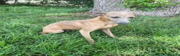 Whippet perros en venta: Galgo enano whipped  - Anuncio 2