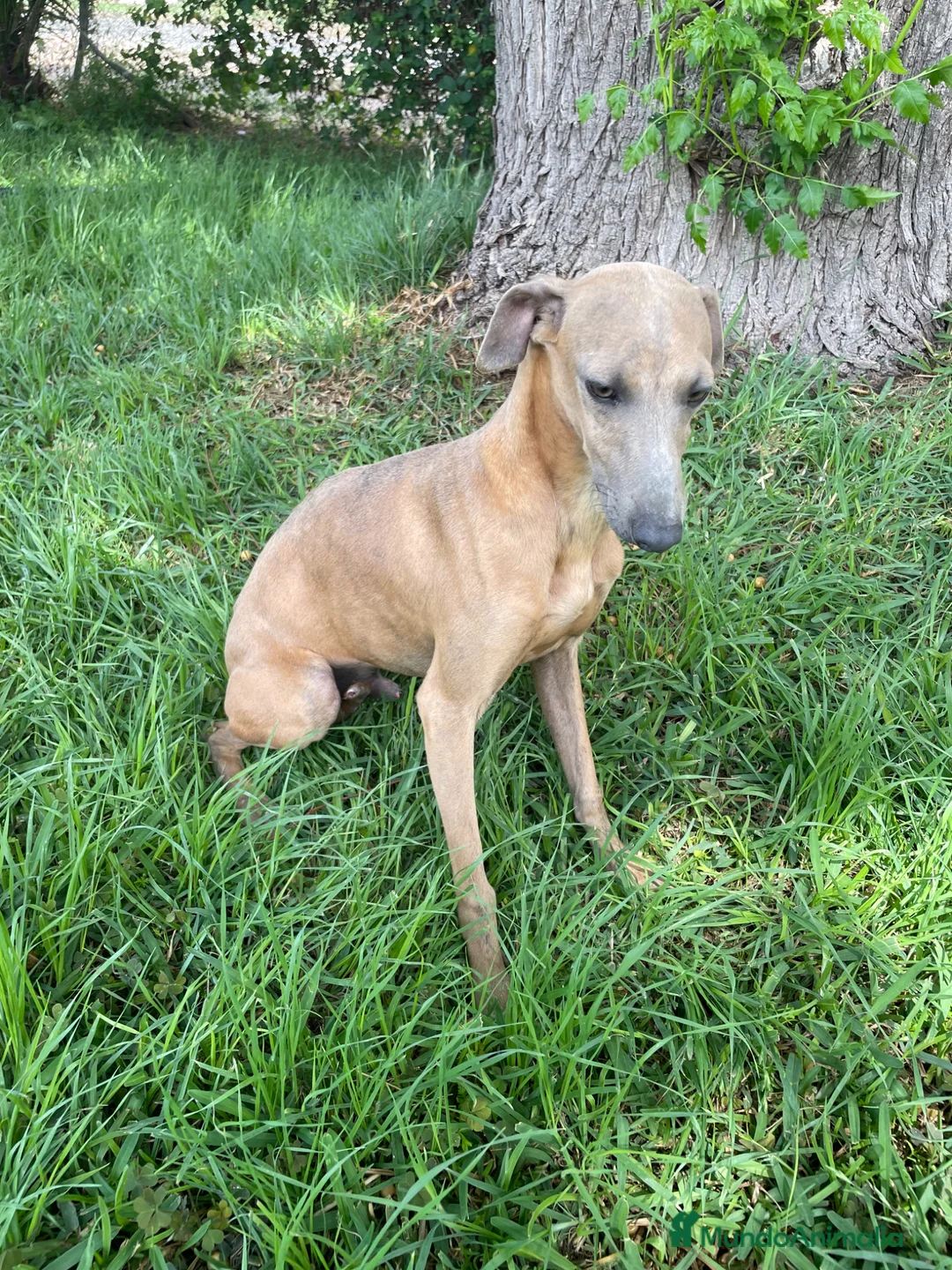 Whippet perros en venta: Galgo enano whipped  - Anuncio 2