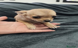 Chihuahua perros en venta: Chihuahua hembra Toy  - Imagen 4
