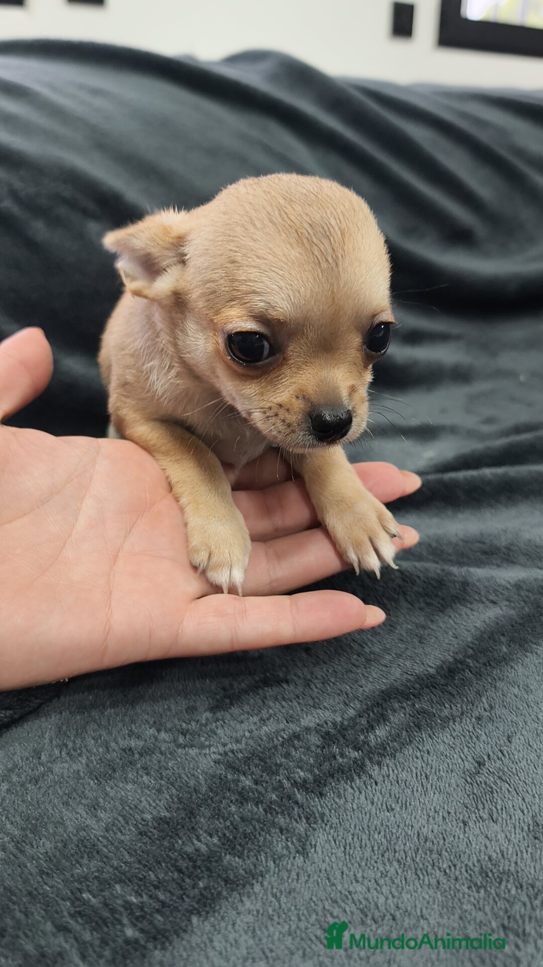 Chihuahua perros en venta: Chihuahua hembra Toy  - Imagen 4