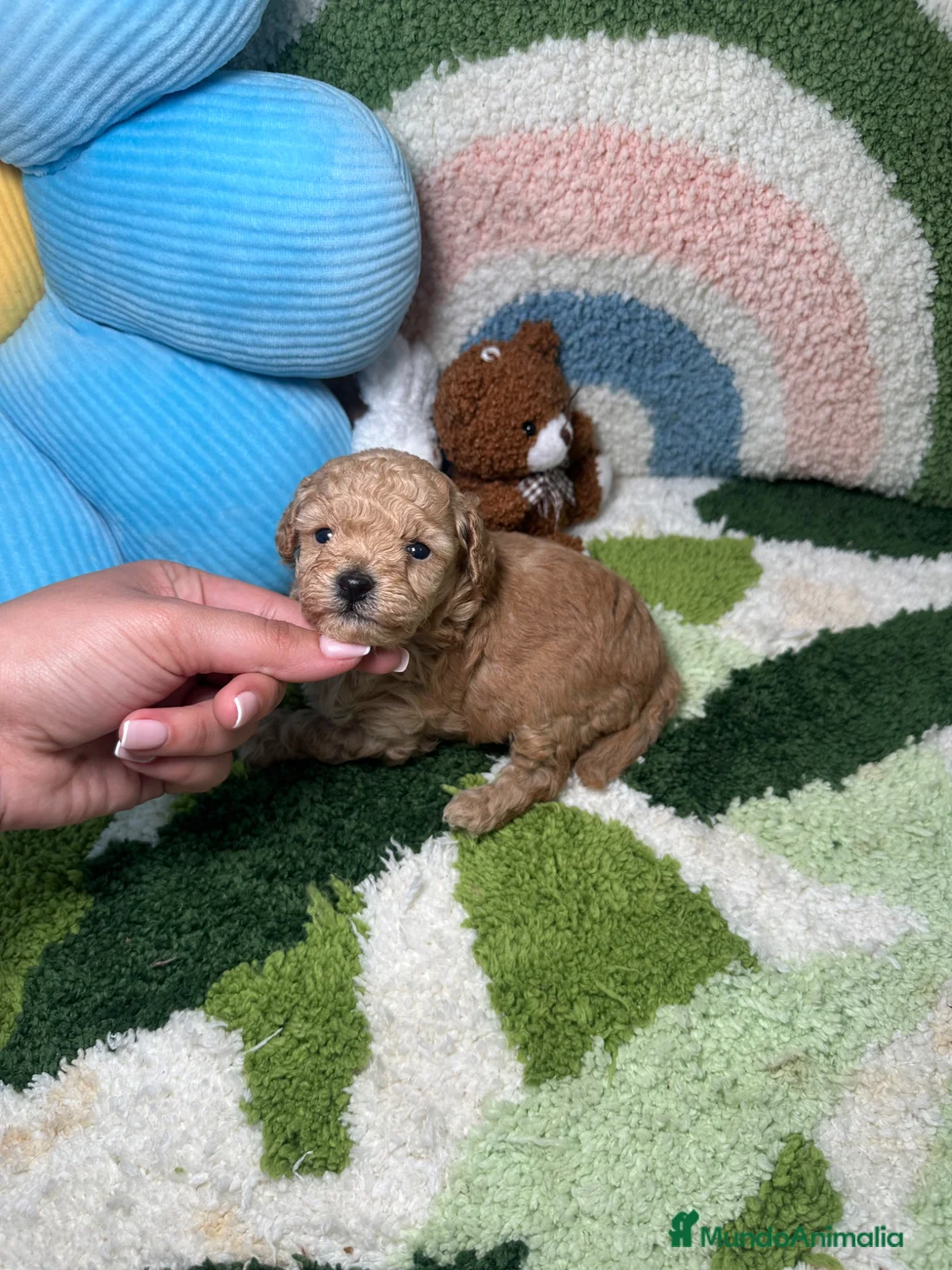 Caniche Toy perros en venta: Caniche Toy apricot  - Anuncio 2