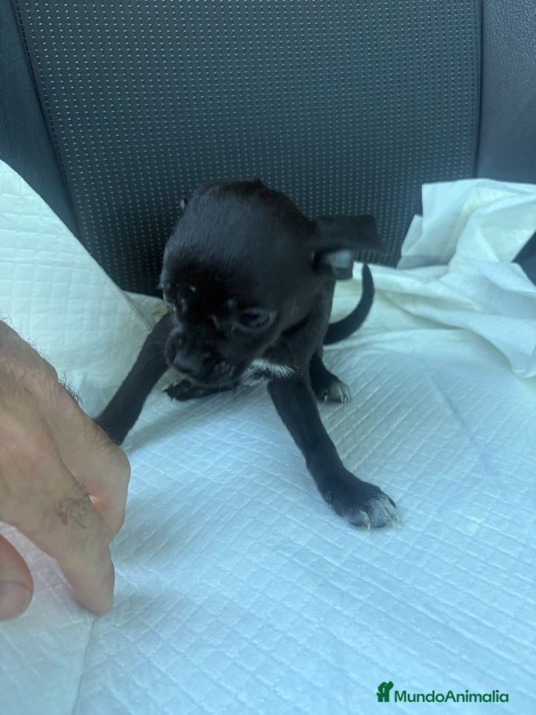 Chihuahua perros en venta: Chihuahua toy  - Anuncio 4