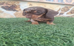 Teckel perros en venta: Teckel Hembra y Macho - Imagen 2