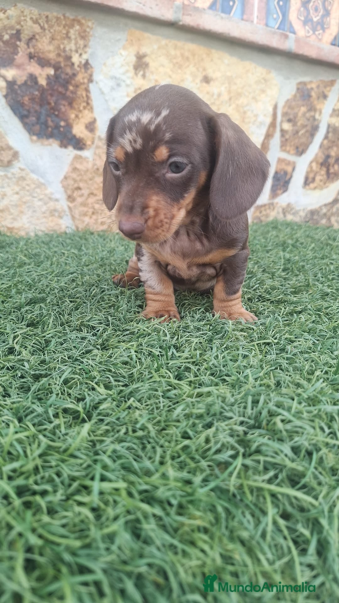 Teckel perros en venta: Teckel Hembra y Macho - Imagen 2