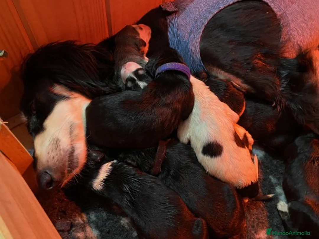 Imagen de galería {{count}}