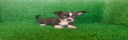 Chihuahua perros en venta: Chihuahua  - Anuncio 12