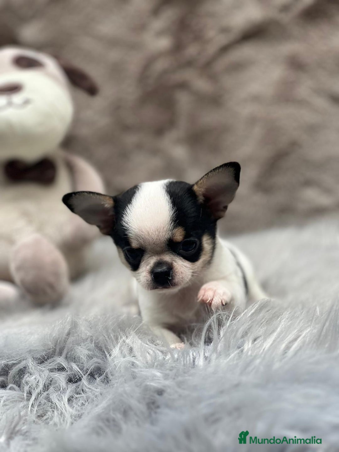 Chihuahua perros en venta: CHIHUAHUA LÍNEA RUSA TRICOLOR MACHO - Imagen 4