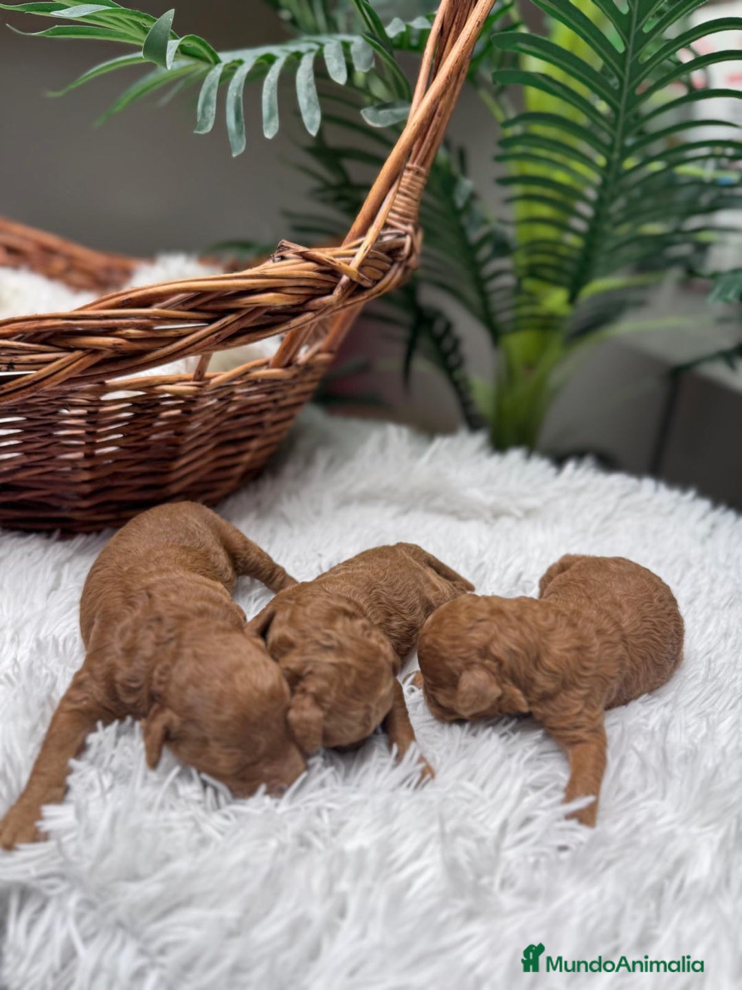 Caniche Toy perros en venta: CANICHE TOY MACHO - Anuncio 9