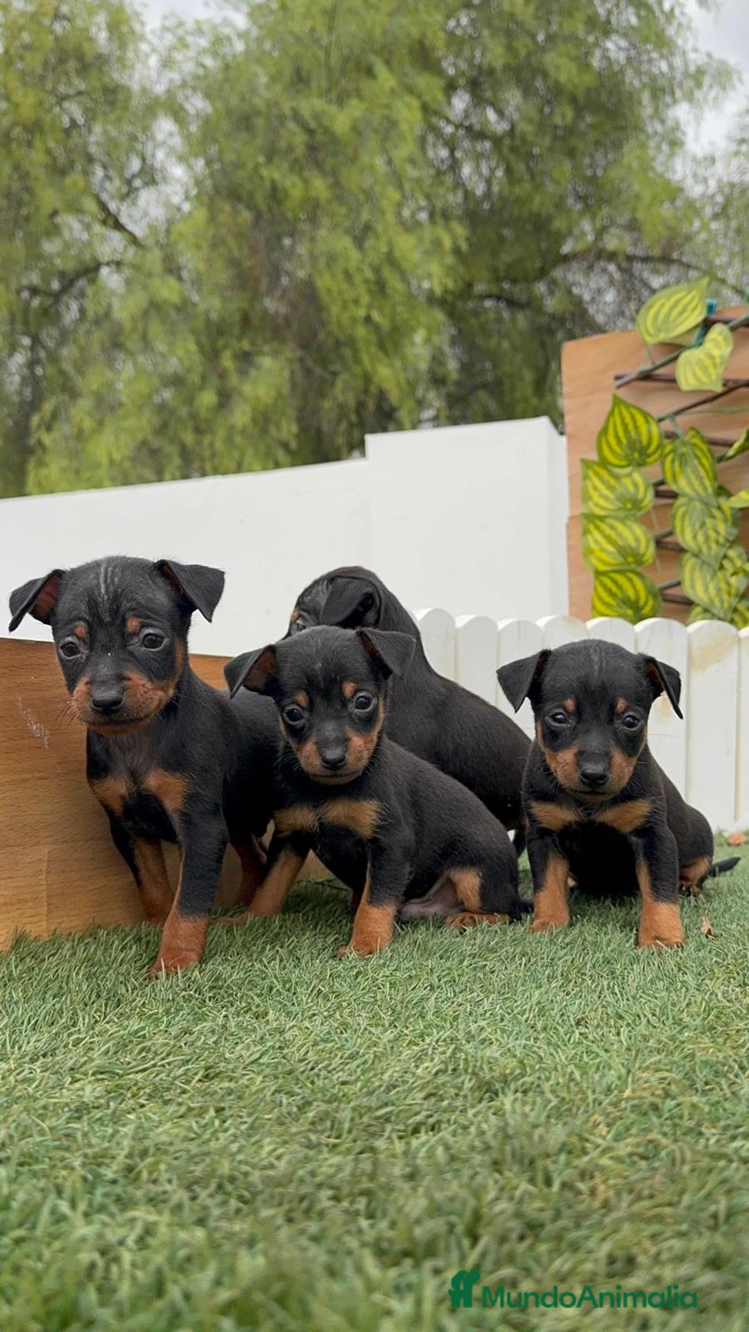 Pinscher Miniatura perros en venta: PINSCHER MINIATURA  - Imagen 10