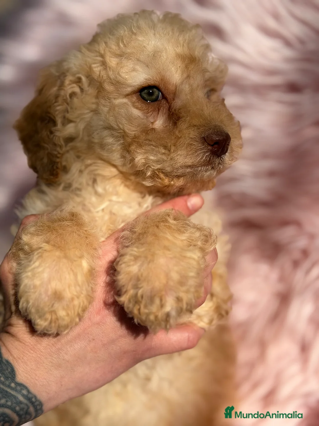 Perro de Agua Español perros en venta: Perro de agua crema  - Anuncio 5