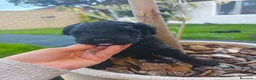 Perro de Agua Español perros en venta: PDA 🖤🖤 en Asturias - Anuncio 2