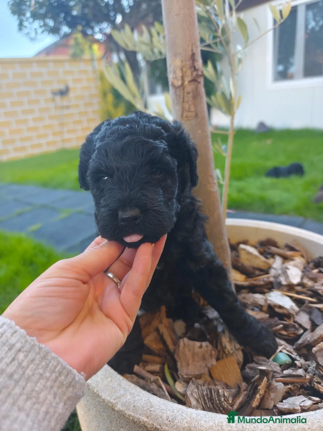 Perro de Agua Español perros en venta: PDA 🖤🖤 en Asturias - Anuncio 2