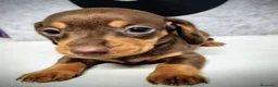 Teckel perros en venta: Teckel kanichen precio real - Anuncio 3