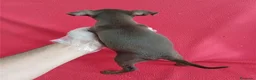 Pinscher Miniatura perros en venta: MiniPincher Chocolate  - Anuncio 2