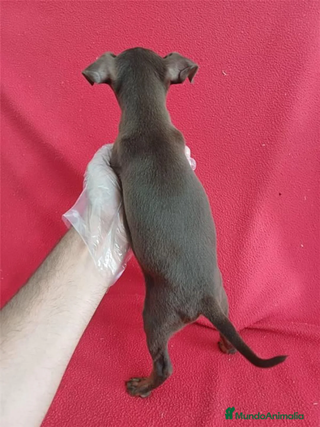 Pinscher Miniatura perros en venta: MiniPincher Chocolate  - Anuncio 2