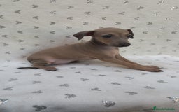Pequeño Lebrel Italiano perros en venta: Pequeño lebrel Italiano con pedigree  - Imagen 3