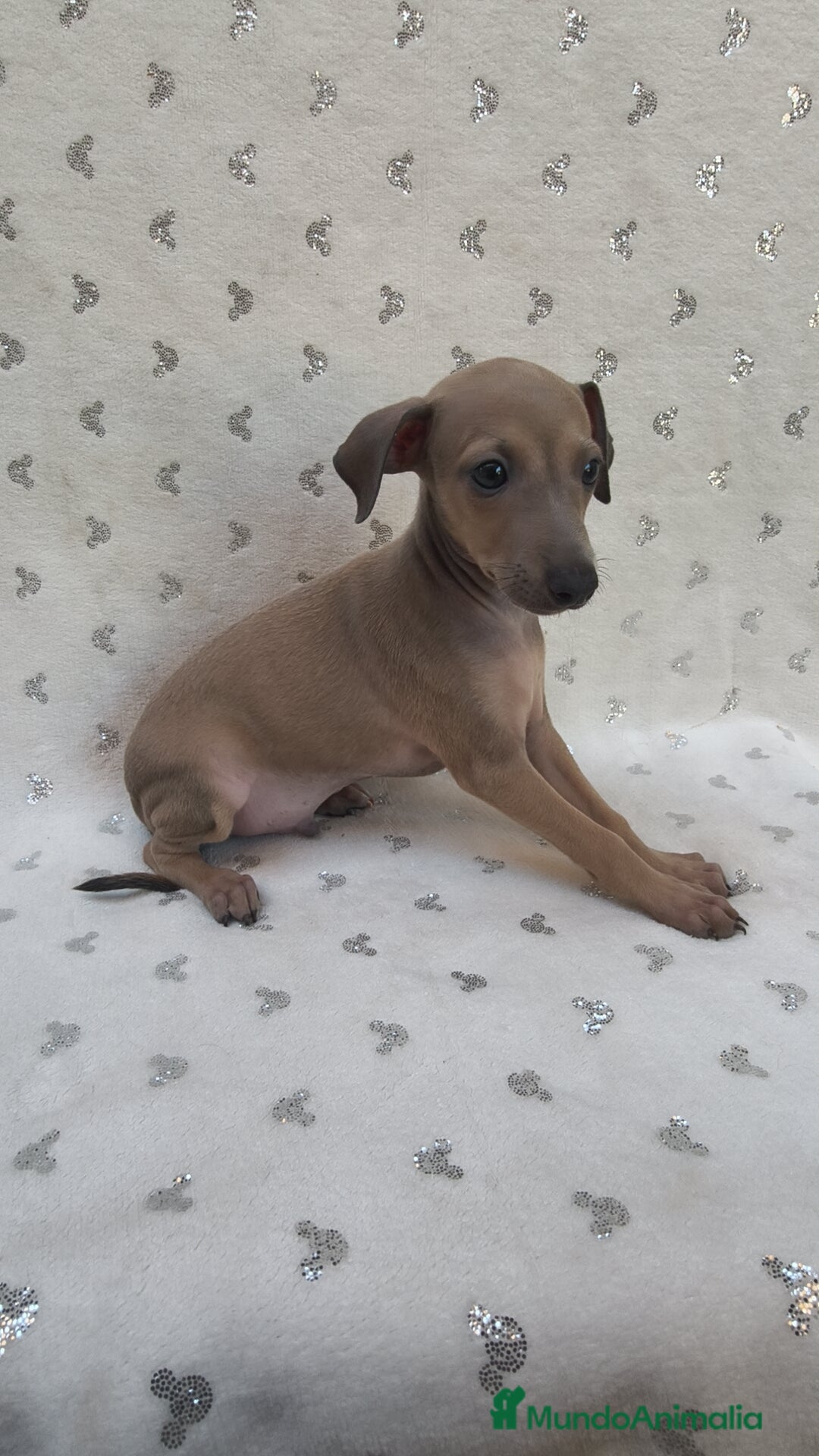 Pequeño Lebrel Italiano perros en venta: Pequeño lebrel Italiano con pedigree  - Imagen 3