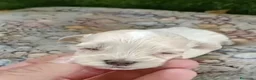 Maltipoo perros en venta: Preciosa camada de maltipoo toy - Anuncio 2
