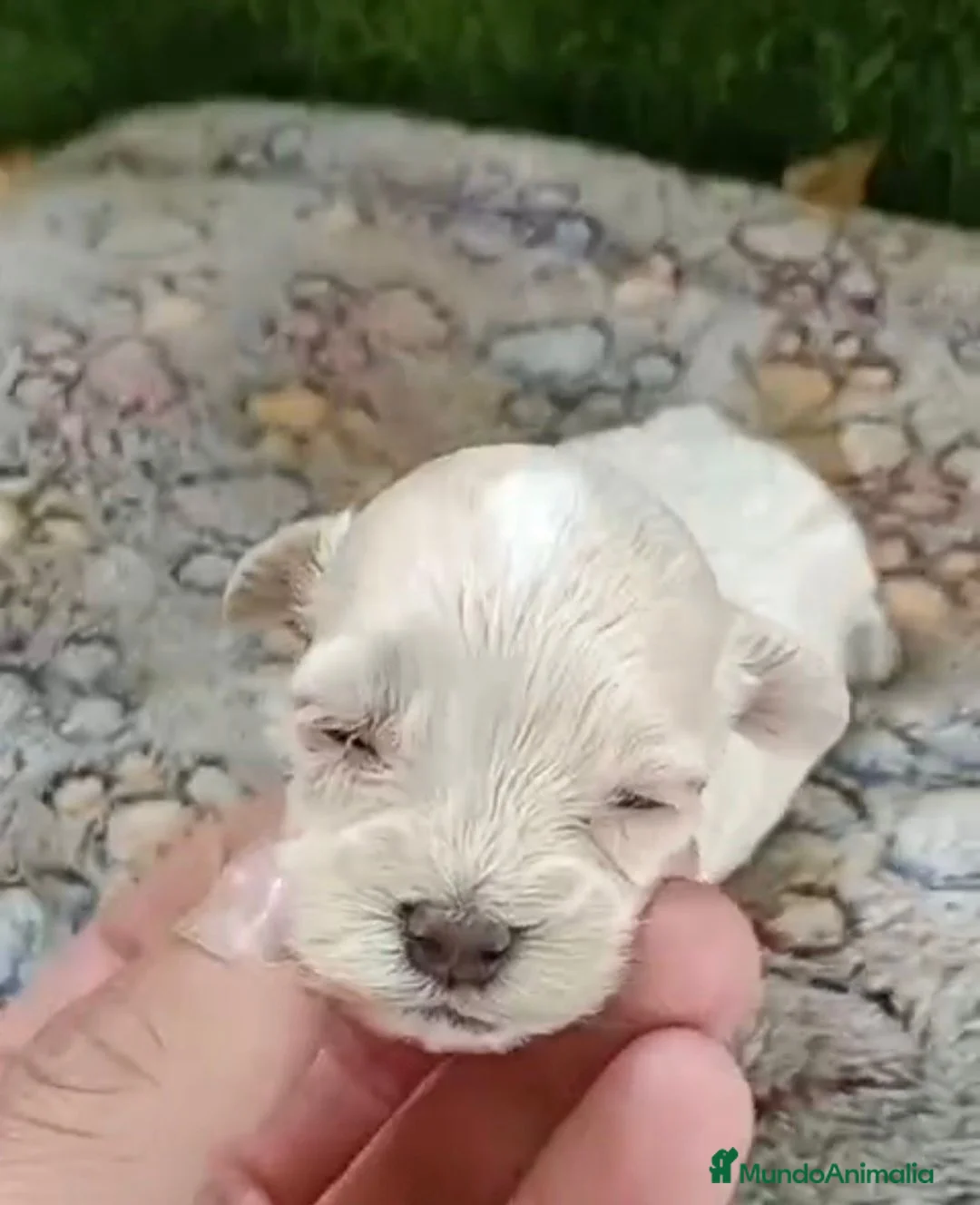 Maltipoo perros en venta: Preciosa camada de maltipoo toy - Anuncio 2