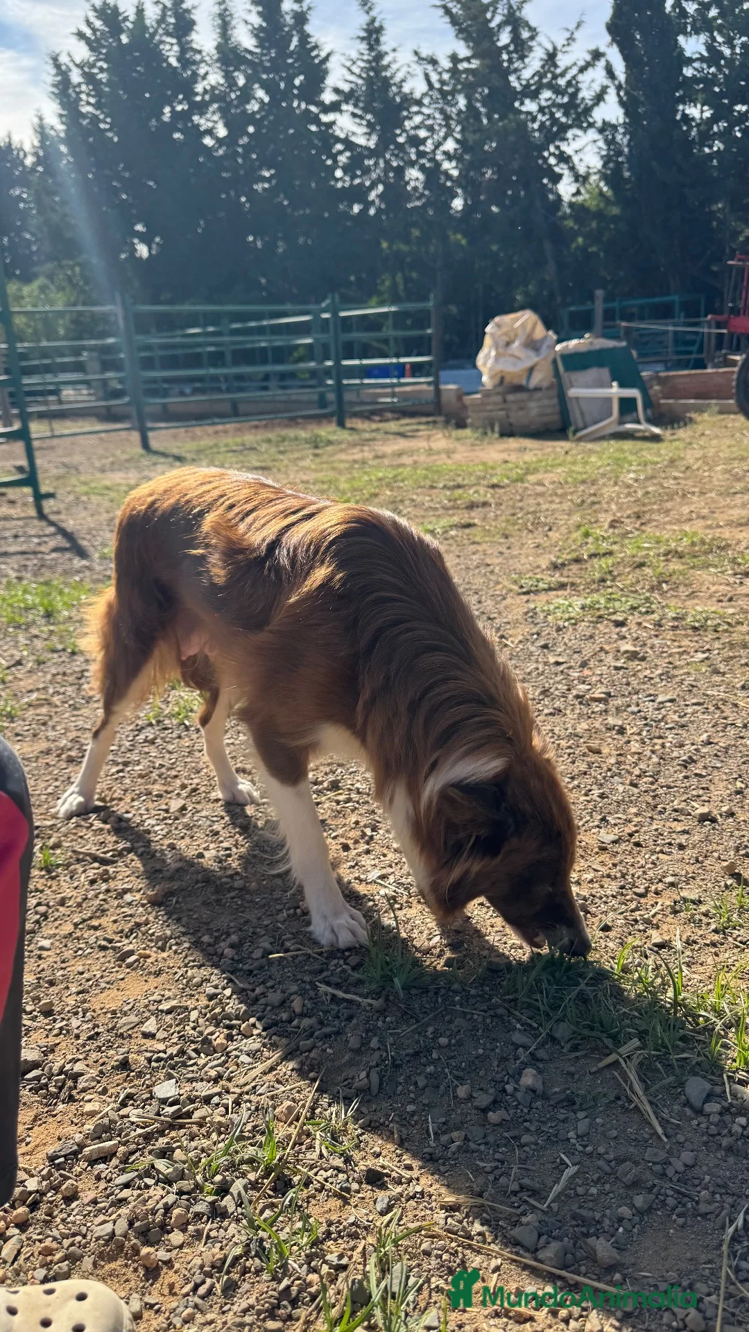 Border Collie perros en venta: Camada border collie  - Anuncio 4