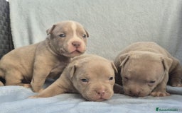 American Bully perros en venta: American bully pocket . Abkc  - Imagen 1