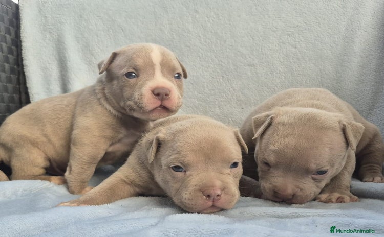 American Bully perros - Anuncio 7