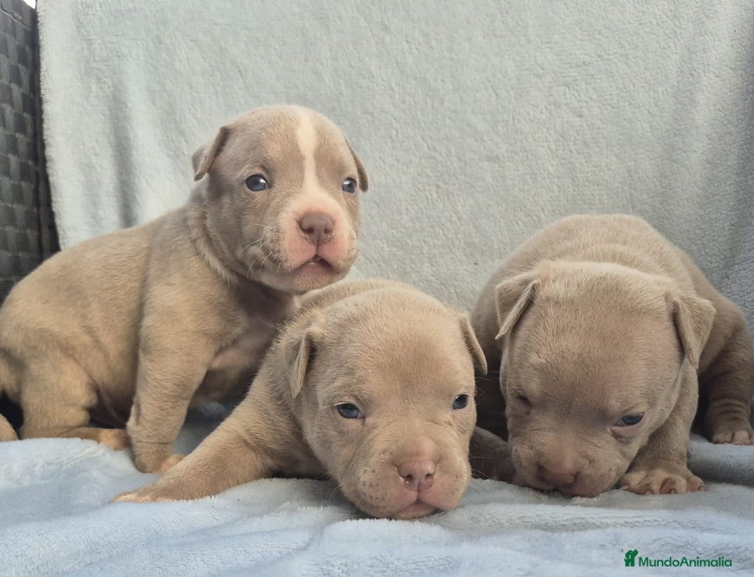 American Bully perros en venta: American bully pocket . Abkc  - Imagen 1