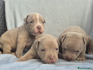 American Bully perros - Anuncio 6