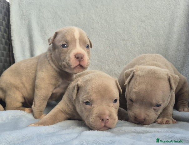 American Bully perros - Anuncio 6