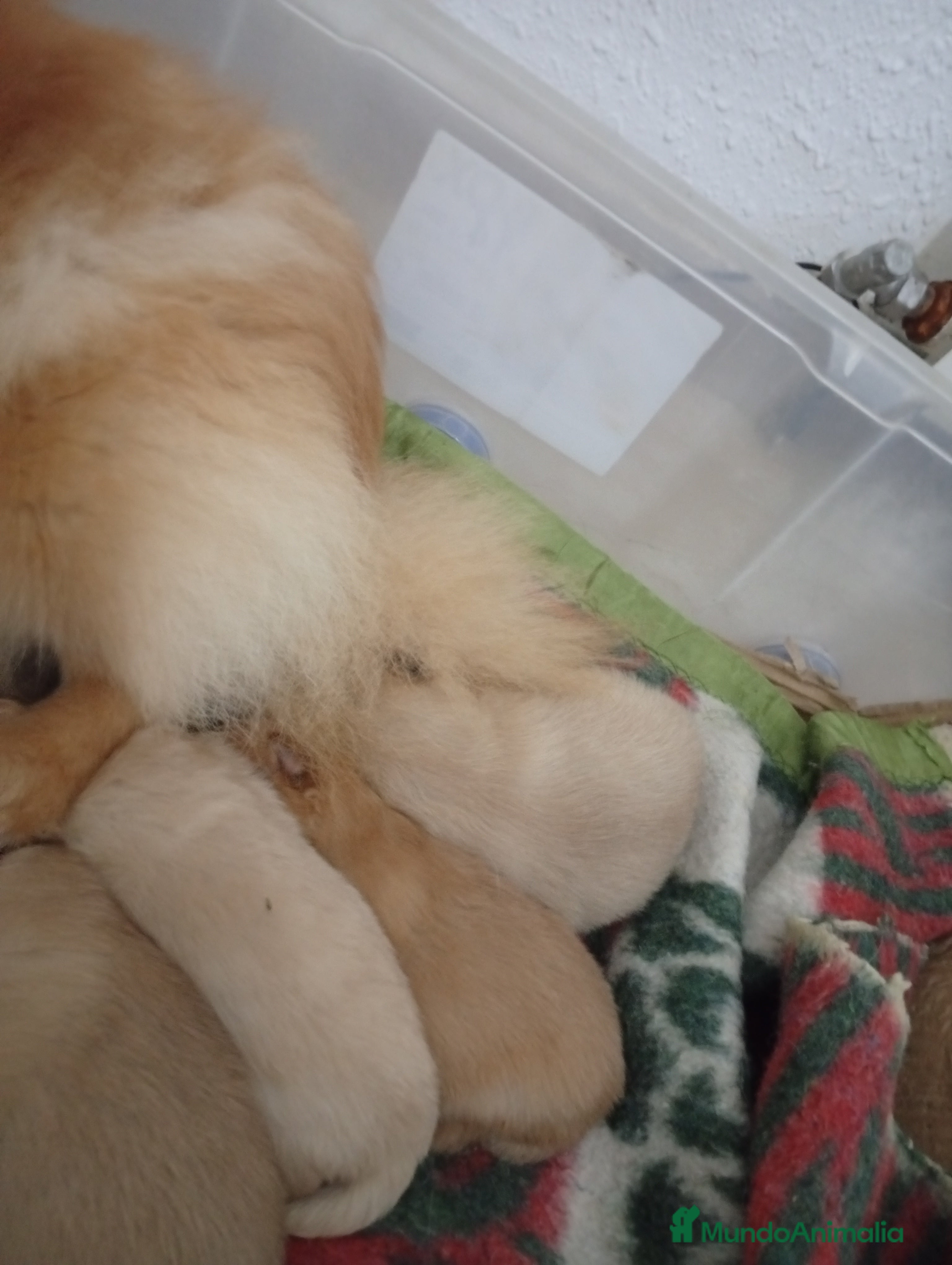 Pomerania perros Pomerania  - Anuncio 2