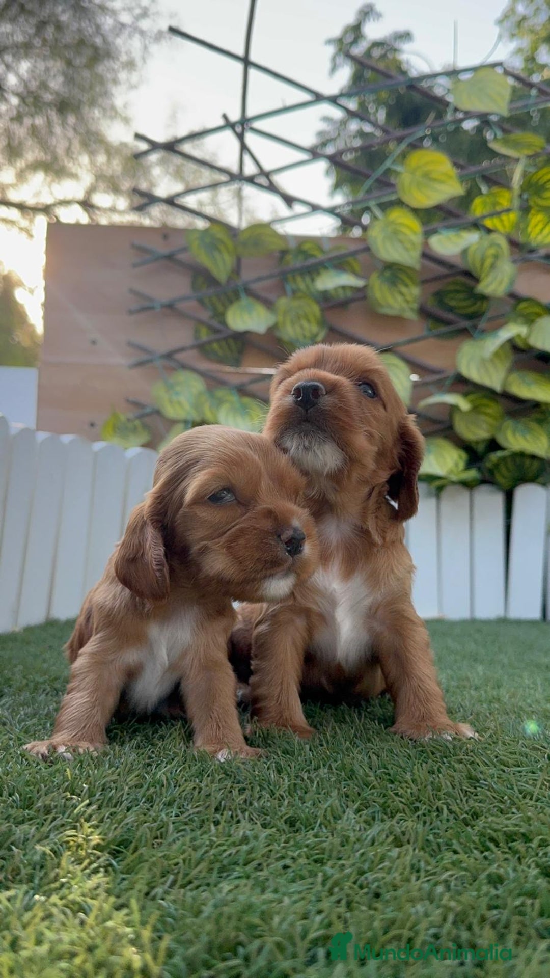 Cocker Spaniel Inglés perros en venta: COCKER SPANIEL INGLES MACHO  - Imagen 14