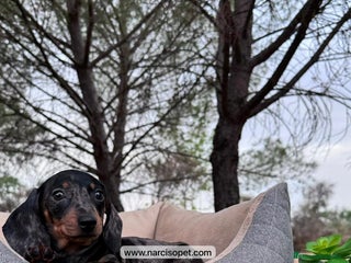 Teckel perros en Ciudad Real - Anuncio 22