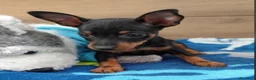 Pinscher Miniatura perros en venta: Pincher miniatura - Anuncio 2