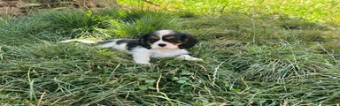 Cavalier King Charles Spaniel 1