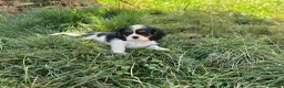 Cavalier King Charles Spaniel perros en venta: Cachorros Cavalier King charles spaniel - Anuncio 3