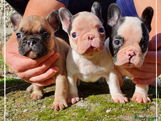 Bulldog Francés perros en Madrid - Anuncio 10
