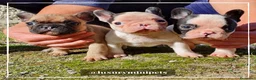 Bulldog Francés perros en venta: Camada de Bulldog Francés en Madrid - Anuncio 1