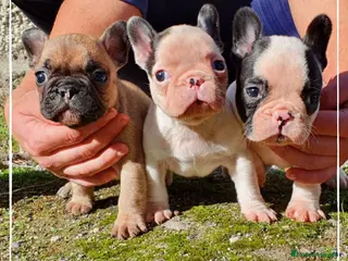 Bulldog Francés perros Camada de Bulldog Francés en Madrid - Anuncio 13