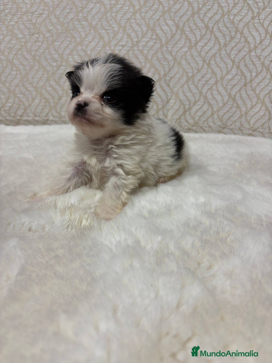 Pomerania perros en venta: Lulu Pomerania macho mini Toy color party - Anuncio 9