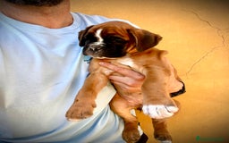 Boxer perros en venta: Boxer - Imagen 22