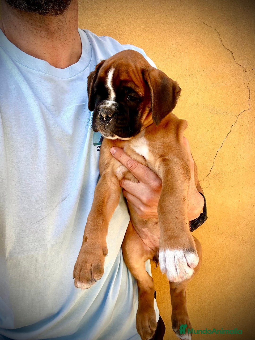 Boxer perros en venta: Boxer - Imagen 22