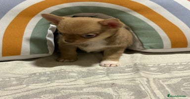 Chihuahua perros - Propaganda 3