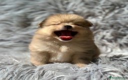 Pomerania perros en venta: Pomerania  - Imagen 4