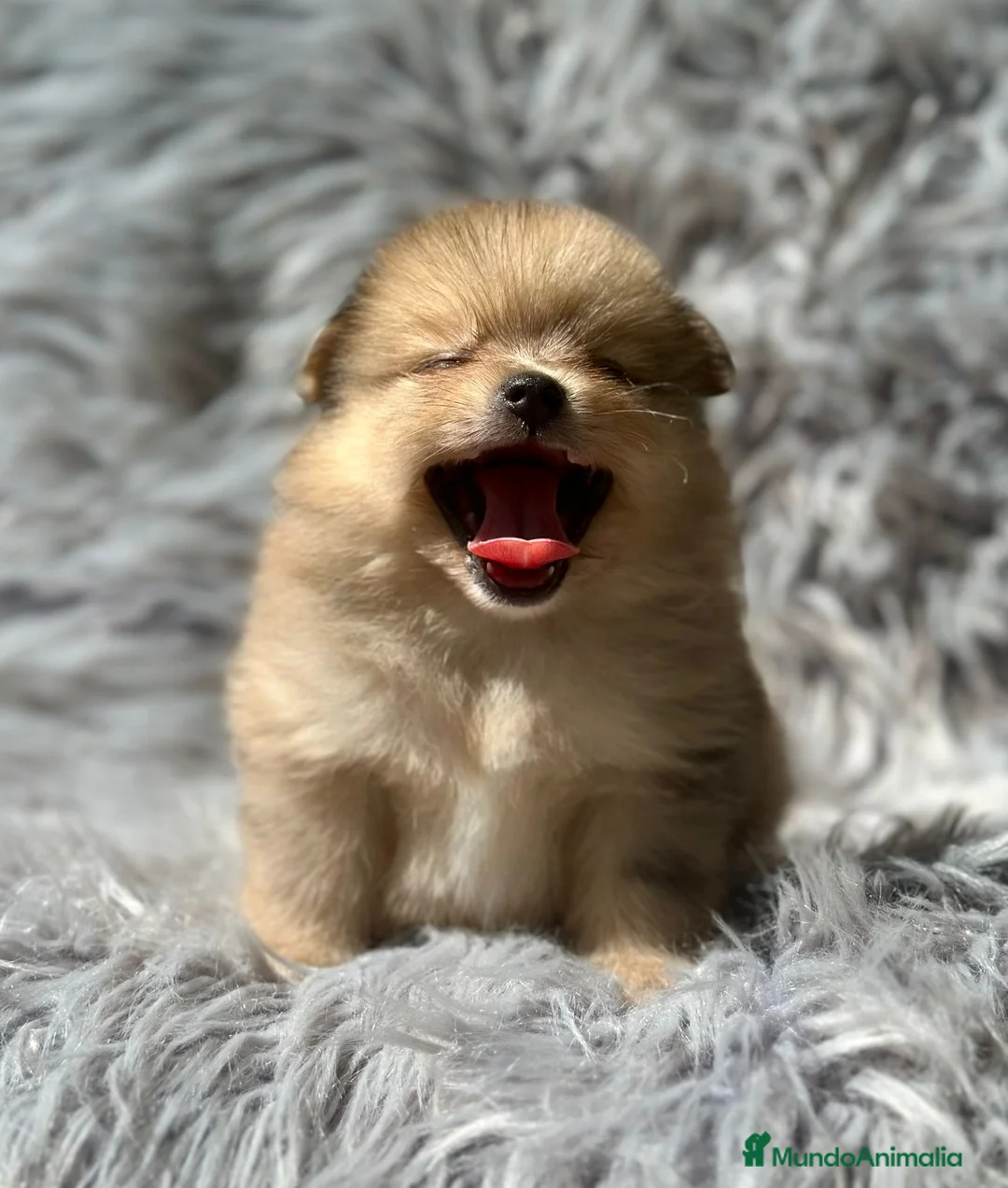 Pomerania perros en venta: Pomerania lulu - Anuncio 4