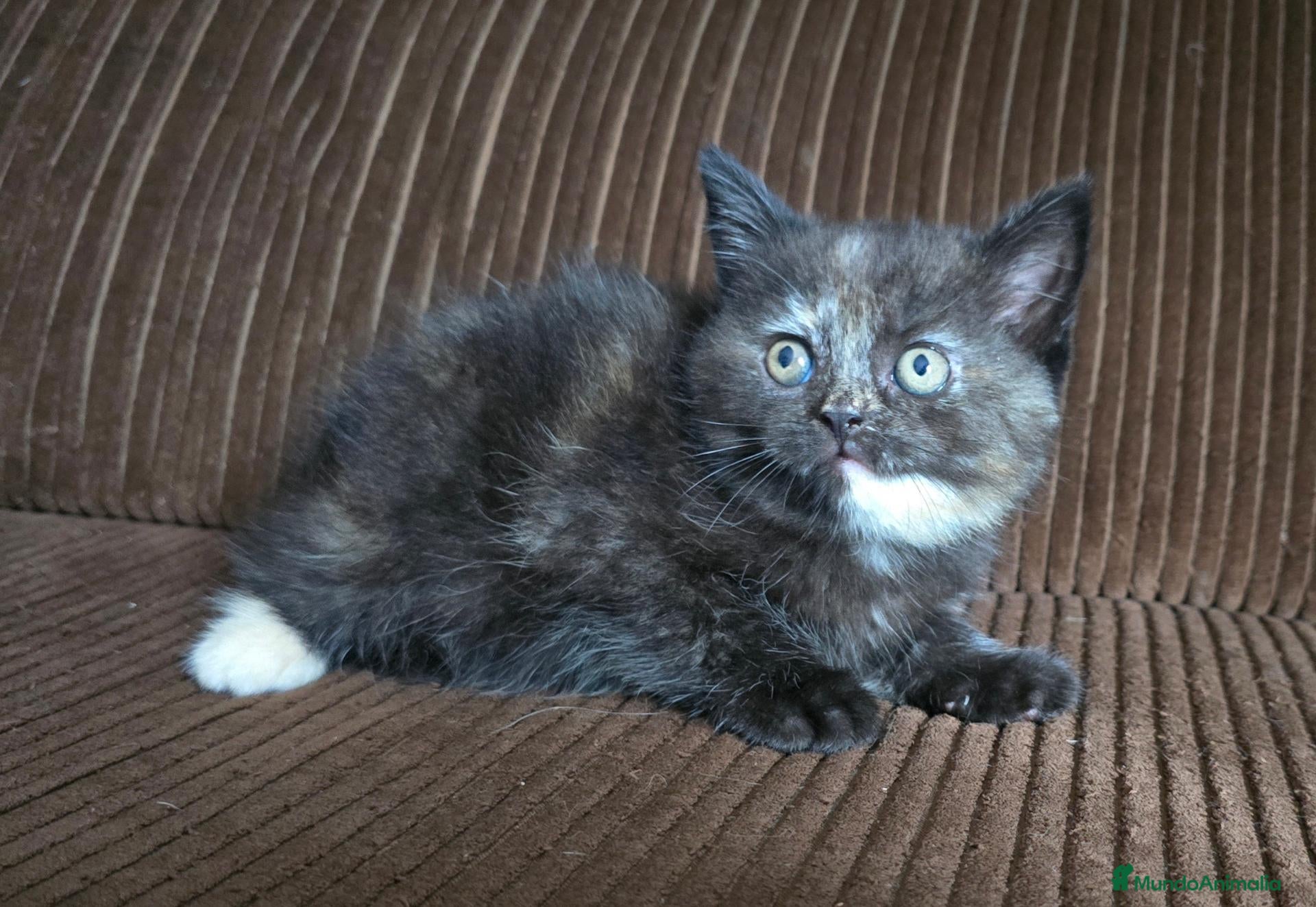 Británico de Pelo Corto gatos Gatcot.com - Anuncio 32