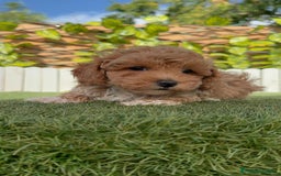Caniche Toy perros en venta: CANICHE TOY MACHO - Imagen 20