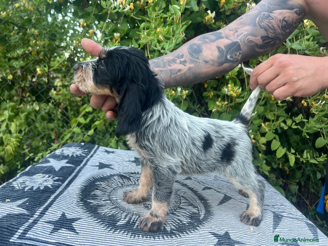 Grifón Azul de Gascuña perros en venta: Grifón azul de Gascuña espectaculares  - Imagen 4